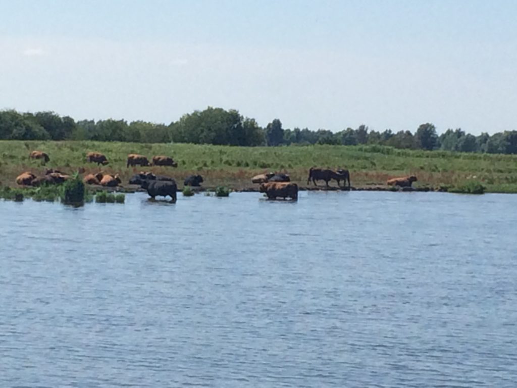 badende Rinder in den Niederlanden