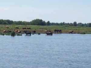 badende Rinder in den Niederlanden