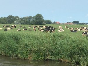 eine Sommerwiese mit ganz viele grasenden Kühen vom Kanal aus fotografiert.